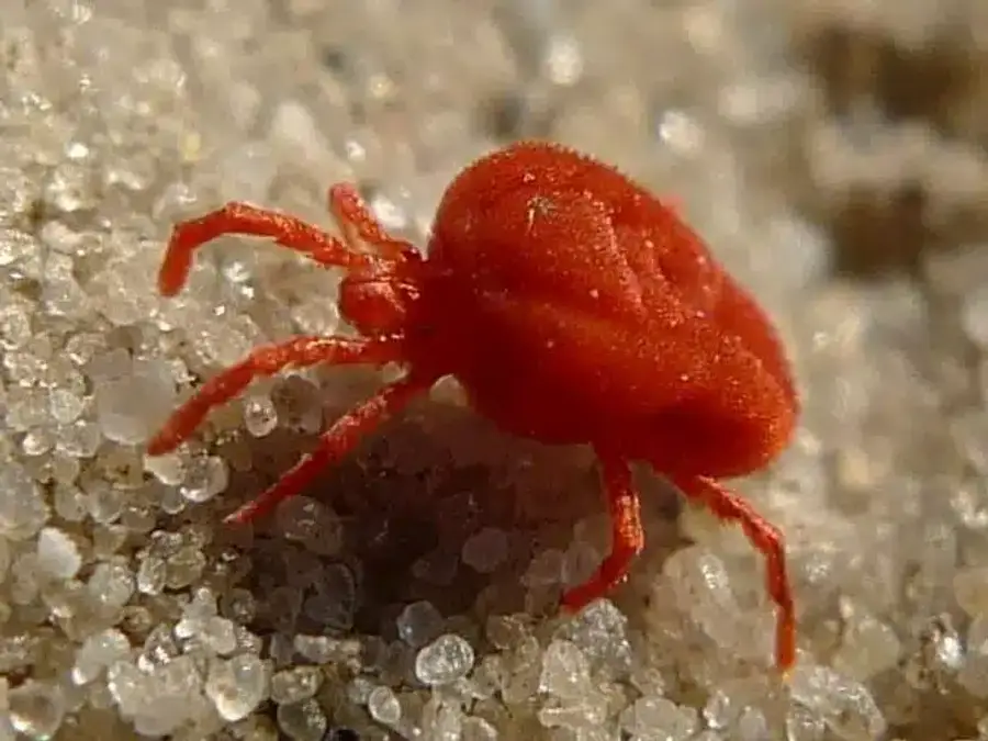 Bright red velvety mite crawling on sand, with all eight legs a similar length