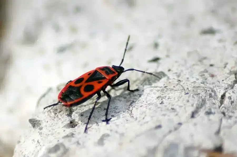 Red and black insect on a rock