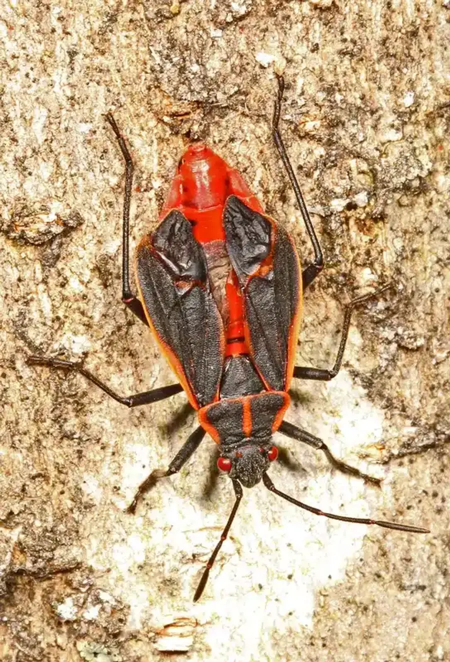 Red and black insect on tree bark