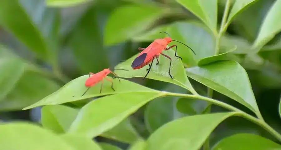 Two red bugs on green leaves