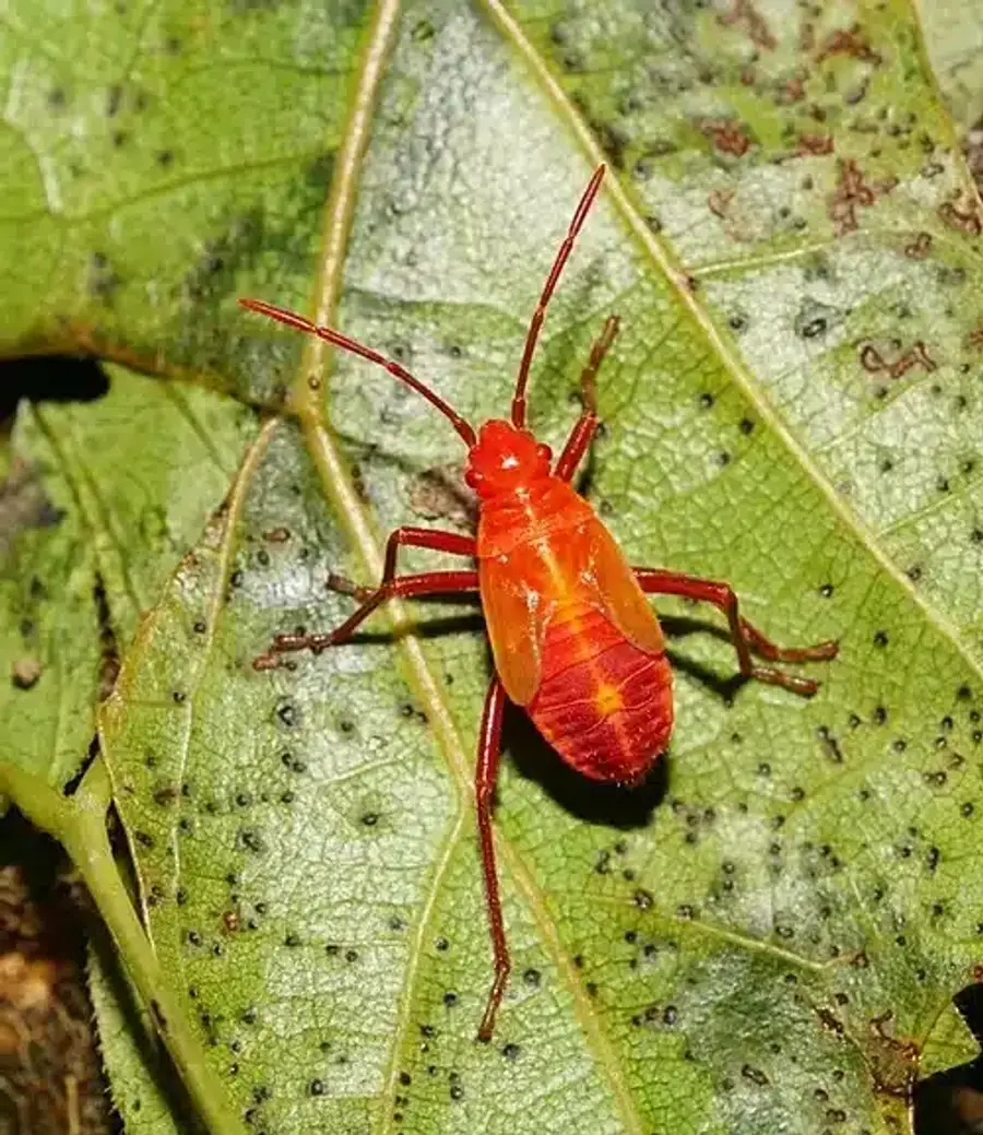 Bright red boxelder bug nymph on a green leaf