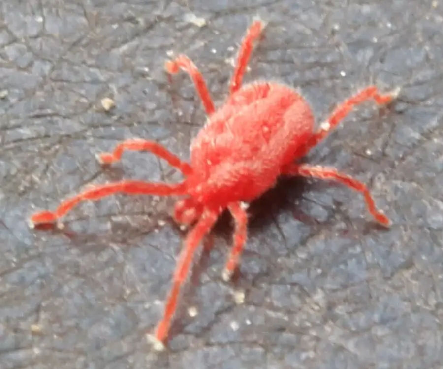 Close-up of a red bug