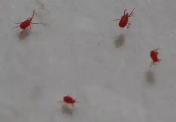 What Are The Tiny Red Bugs? How to Spot & Treat Clover Mites