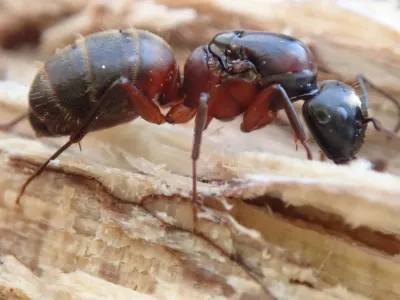 Red Carpenter Ants