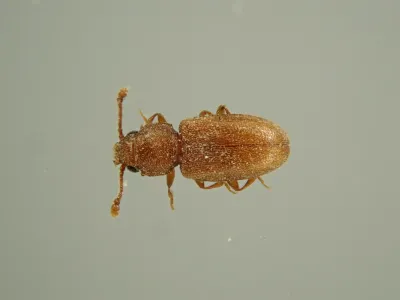 Red Flour Beetle