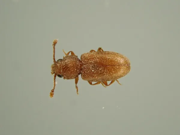 Top-down view of a red flour beetle showing its reddish-brown oval body and distinctive clubbed antennae