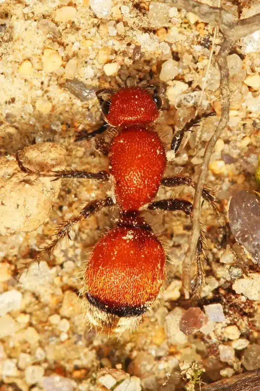 Red ant on sandy surface