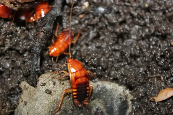 Baby Roaches in Your Home: Identification and Solutions