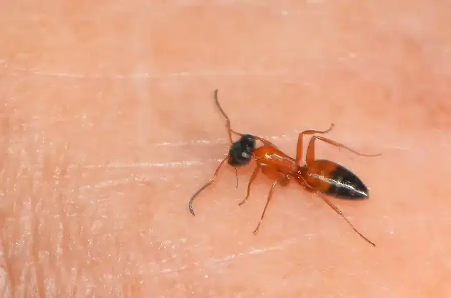 Close-up of a red imported fire ant