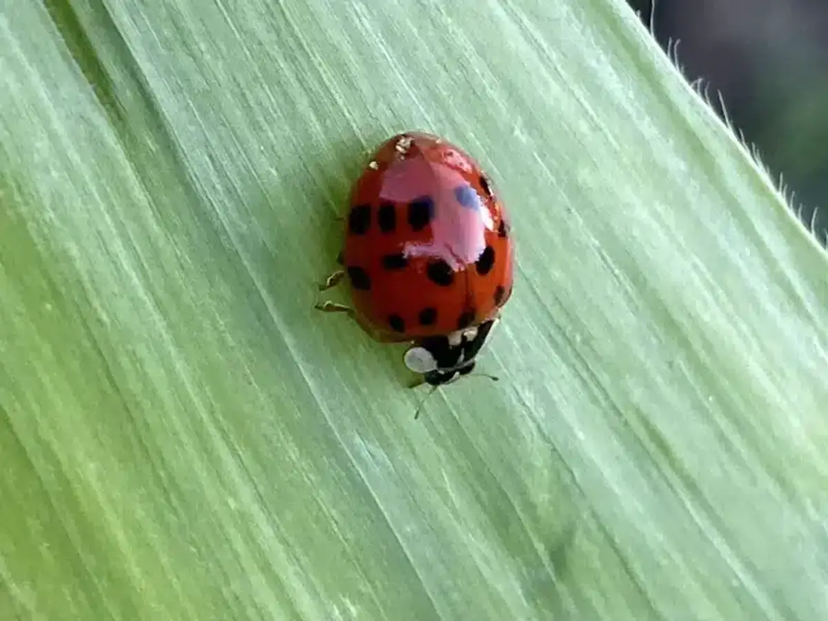 Red ladybug with black spots