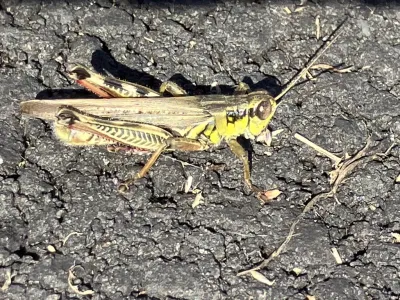 Side profile of a red-legged grasshopper showing its distinctive reddish hind legs and brown body