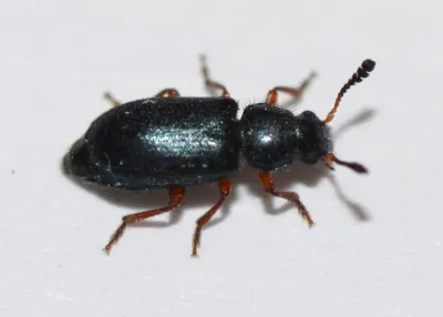 Red-legged ham beetle on a white background showing its shiny dark blue body, orange-red legs, and clubbed antennae