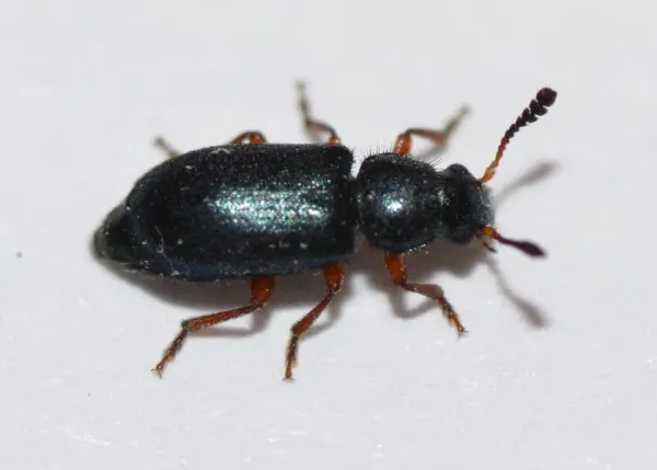 Red-legged ham beetle on a white background showing its shiny dark blue body, orange-red legs, and clubbed antennae