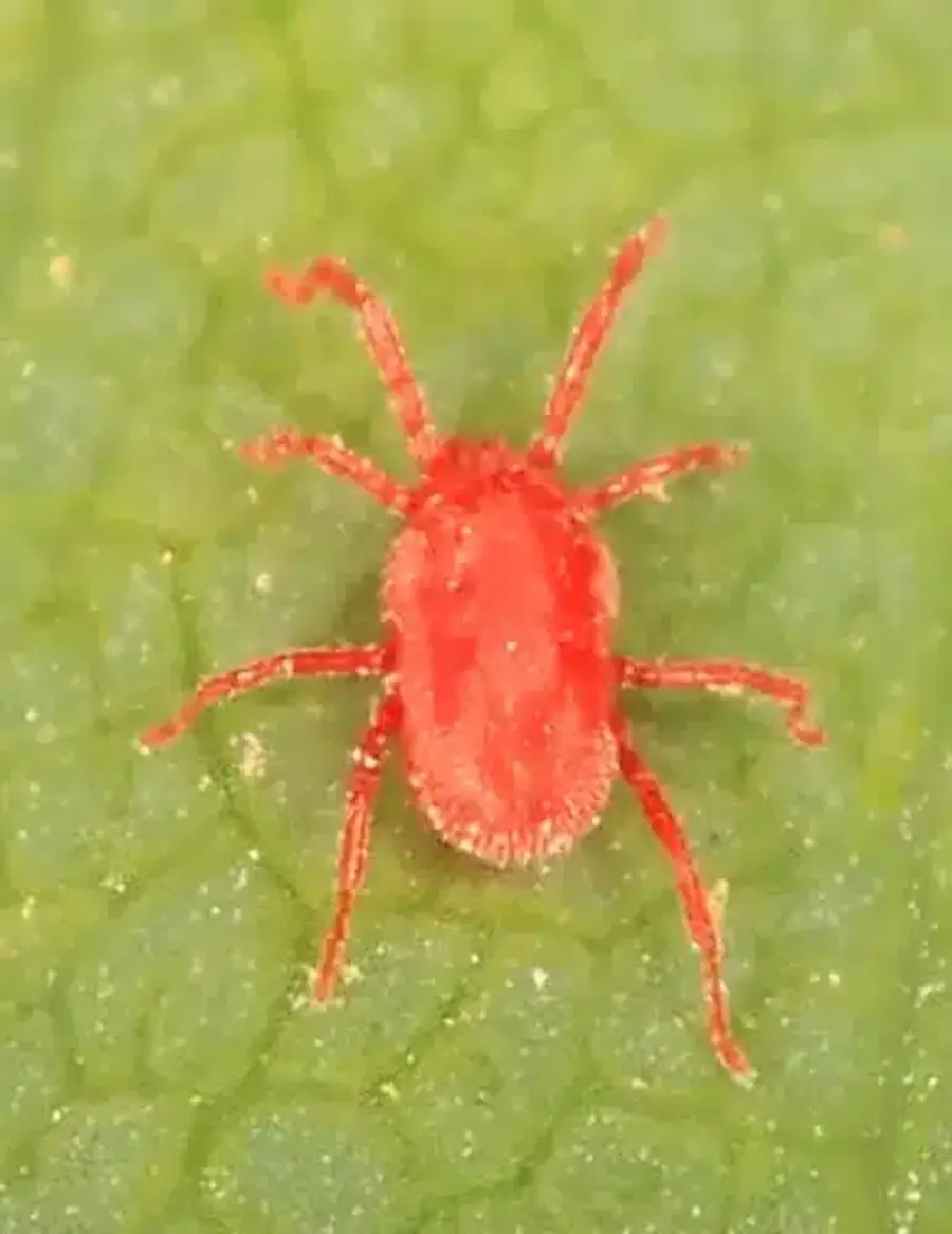Close-up of a red mite on a leaf