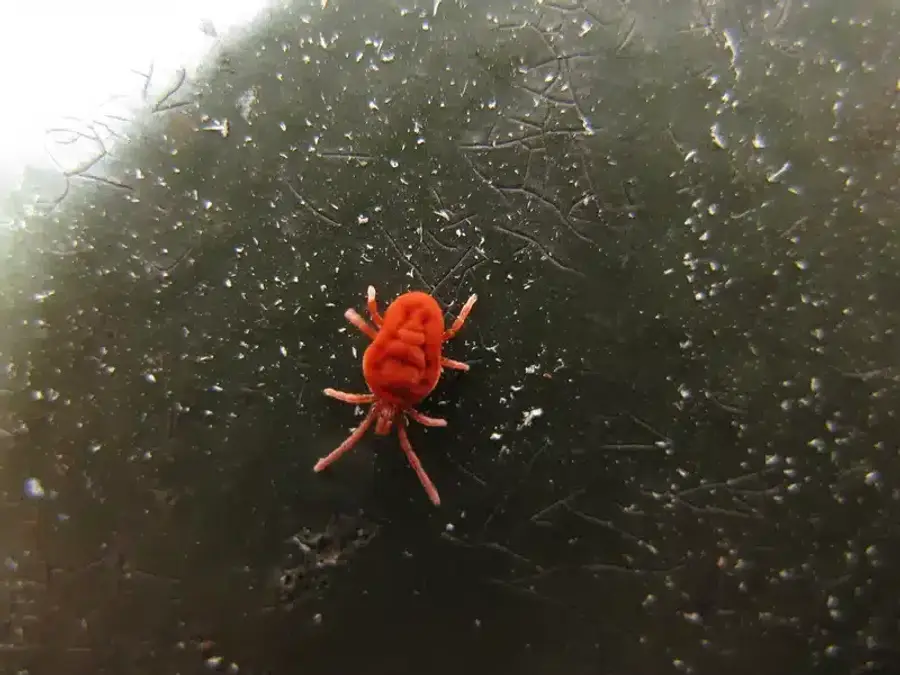 Red spider mite on a surface