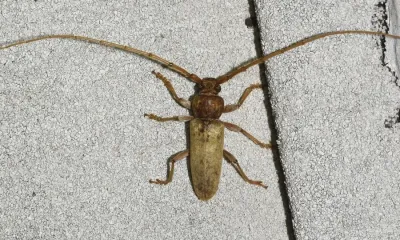 Red Oak Borers
