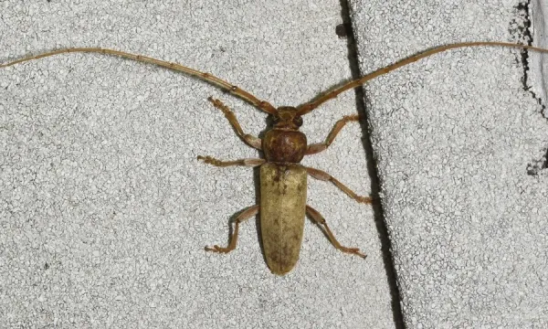 Red oak borer beetle photographed from above on pavement, showing its pale tan wing covers, reddish-brown pronotum, and antennae longer than its body