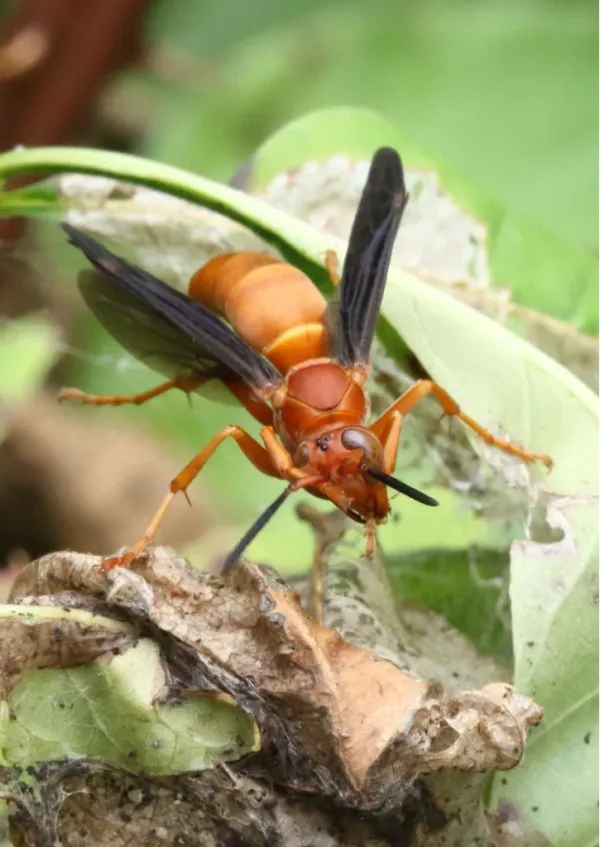 Red paper wasp showing distinctive rust-red coloring and slender body