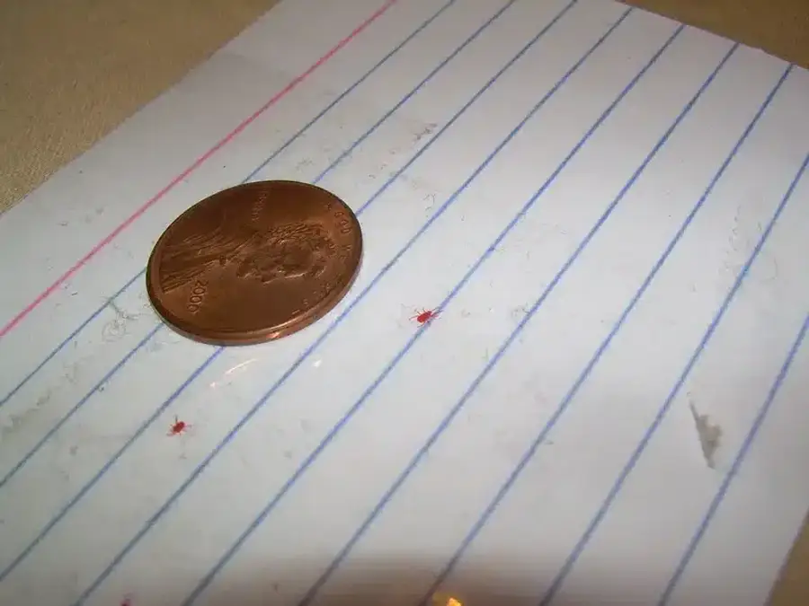 Small red pest on notebook paper with penny