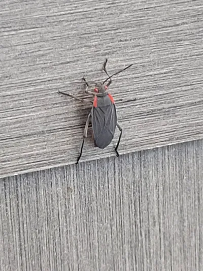Top-down view of adult red-shouldered bug showing characteristic black body with red shoulder markings on wooden surface