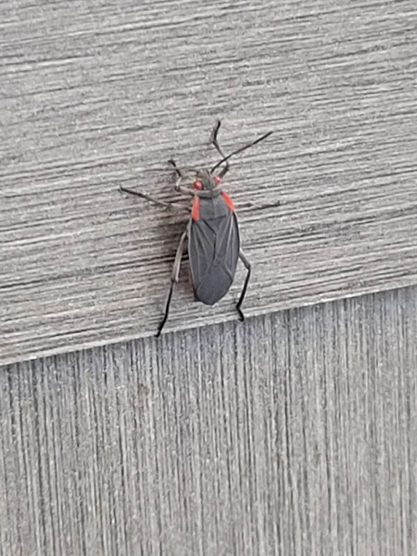 Top-down view of adult red-shouldered bug showing characteristic black body with red shoulder markings on wooden surface