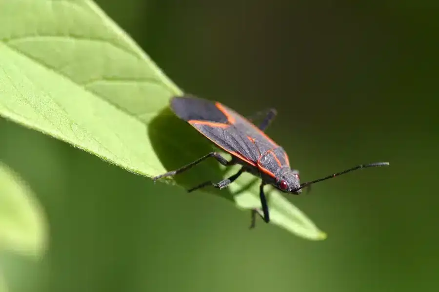 Red-shouldered bug on a green leaf