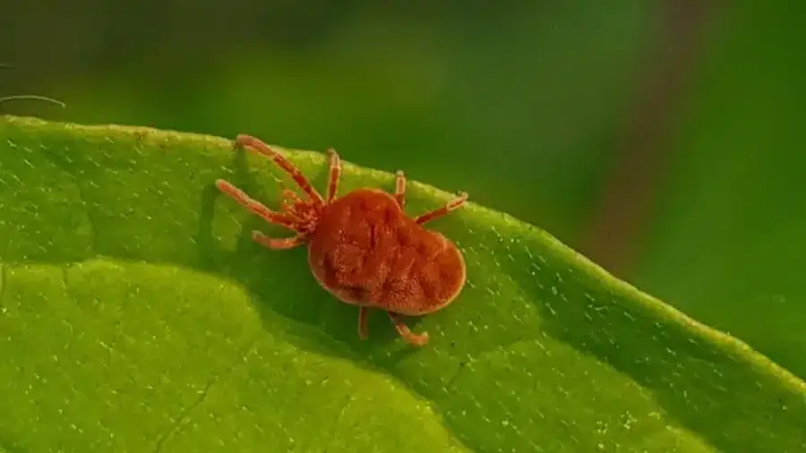 Red spider mite on green leaf surface