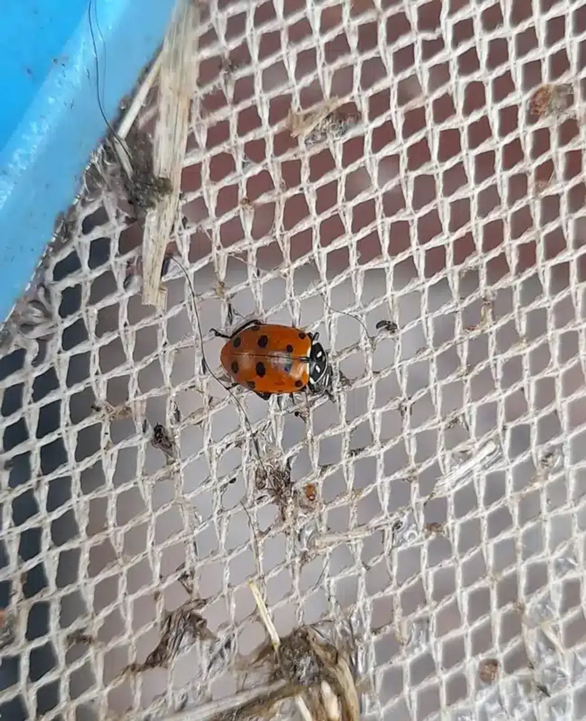 Red beetle with black spots on mesh surface