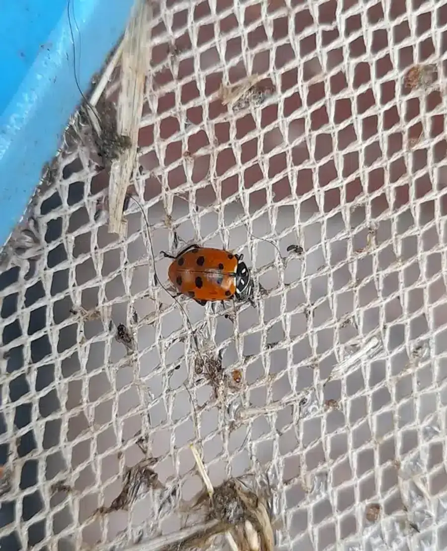 Asian lady beetle with spots on mesh screen during fall invasion
