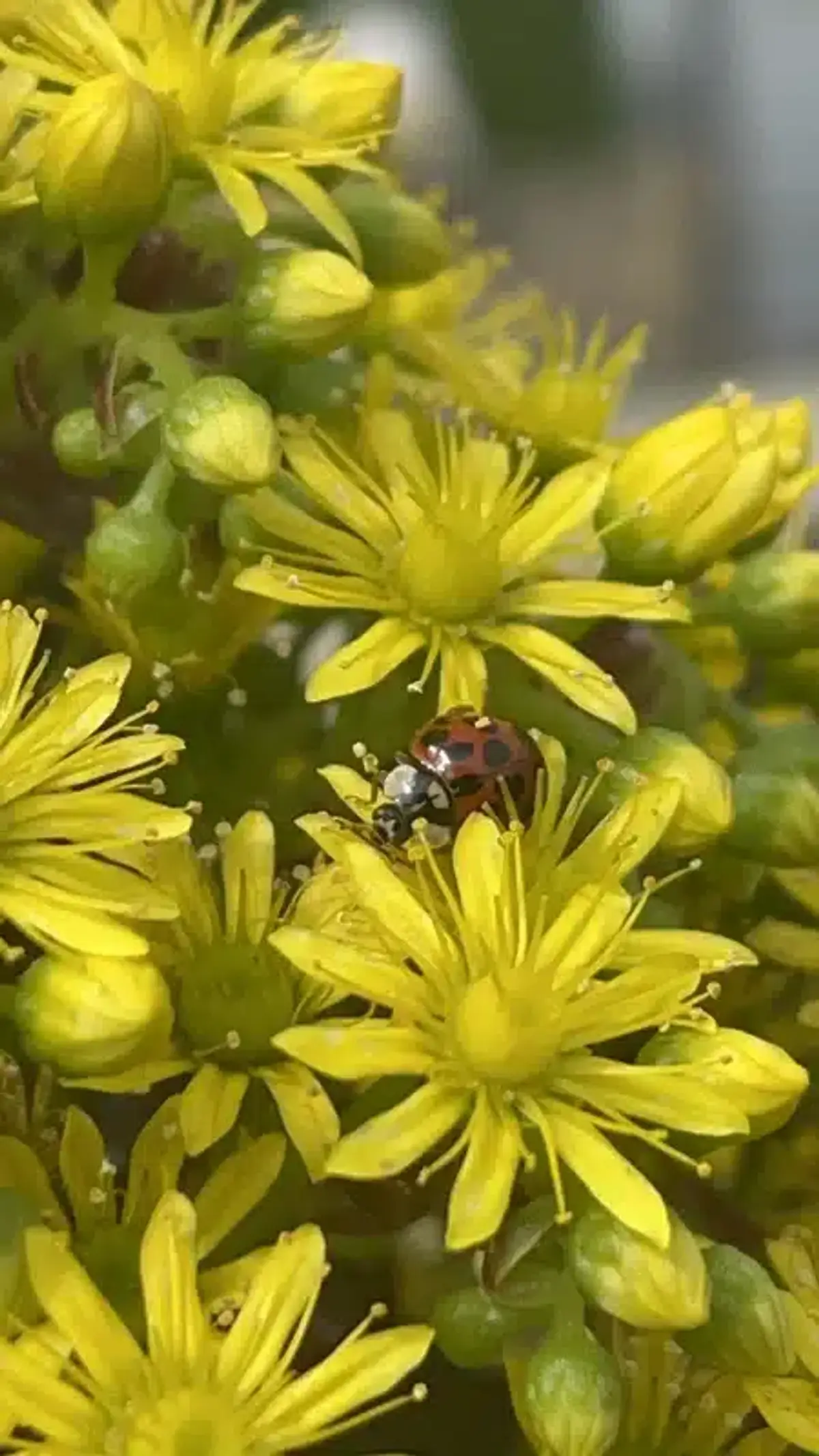 Red and black spotted ladybug on yellow flowers