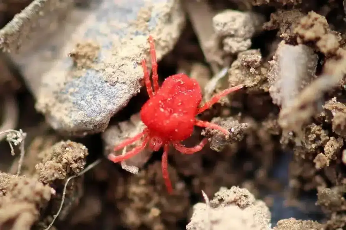 A small red insect on soil