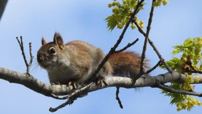 American Red Squirrel