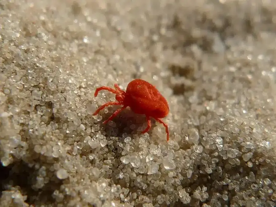 Red mite walking on sand