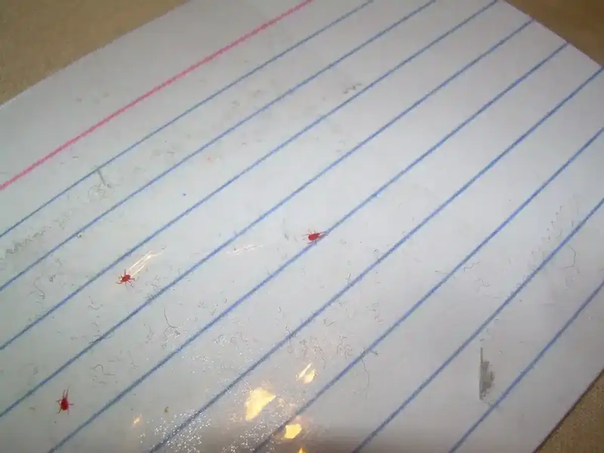 Several clover mites on a sheet of lined notebook paper, each smaller than the width of a ruled line