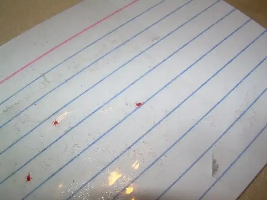 Red pests scattered on lined paper