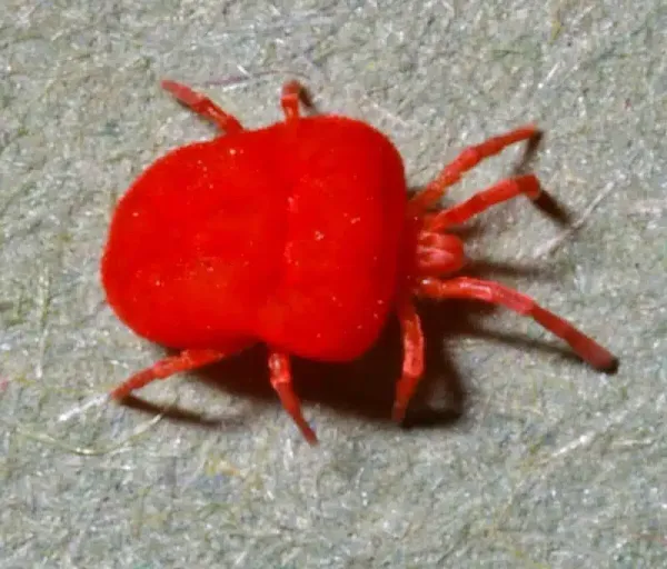 Concrete Mites: Identification Tips and Treatment Options