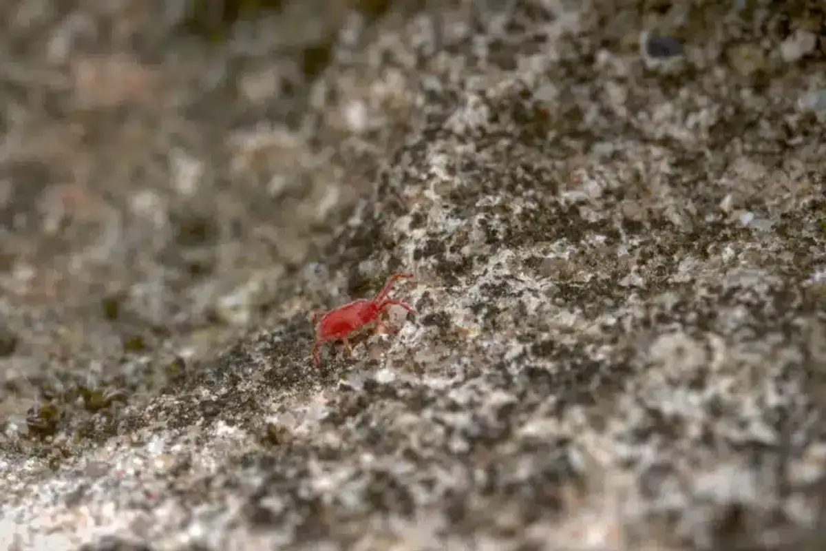 Red velvet mite on outdoor surface