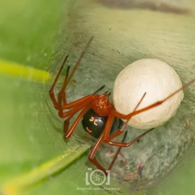 Red widow spider with bright red-orange legs guarding a white egg sac on a green leaf