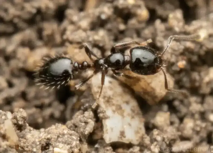 Close-up view of a regular black ant on soil