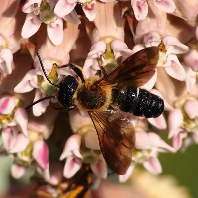 Resin Bees