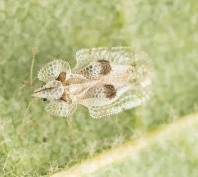 Top-down view of a lace bug showing its distinctive lacy wing pattern