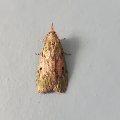 Top-down view of a rice moth resting on a flat surface showing its uniformly pale grayish-brown forewings