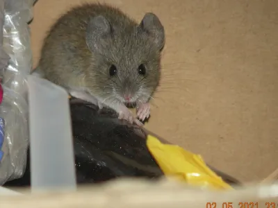 Rice rat with grayish-brown fur showing characteristic rounded ears and long tail