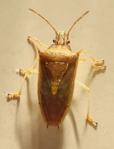 Rice stink bug displaying its characteristic straw-colored shield-shaped body and pointed shoulders