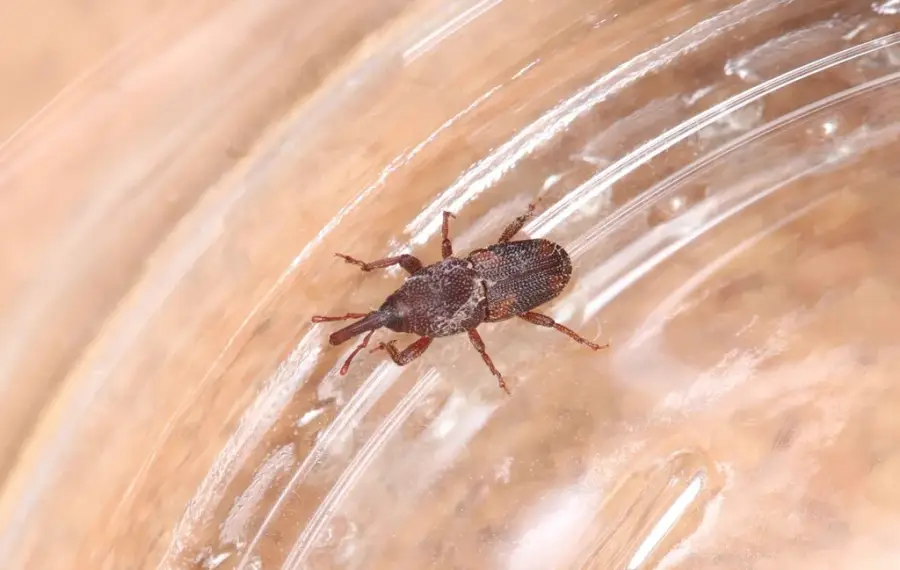 Rice weevil crawling on the side of a clear food container