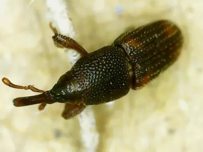 Rice Weevil