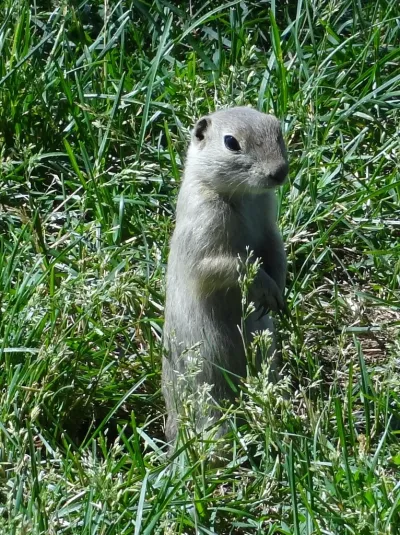 Richardson's ground squirrel standing upright in alert posture in grassy prairie habitat