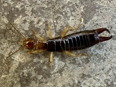 Ring-Legged Earwig