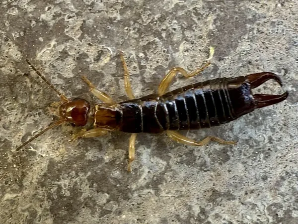 Male ring-legged earwig viewed from above showing its dark, wingless body, pale legs, and curved forceps