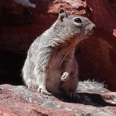 Rock squirrel standing upright on a red sandstone ledge showing its mottled gray-brown fur